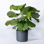 Pauwenplant in Elho pot